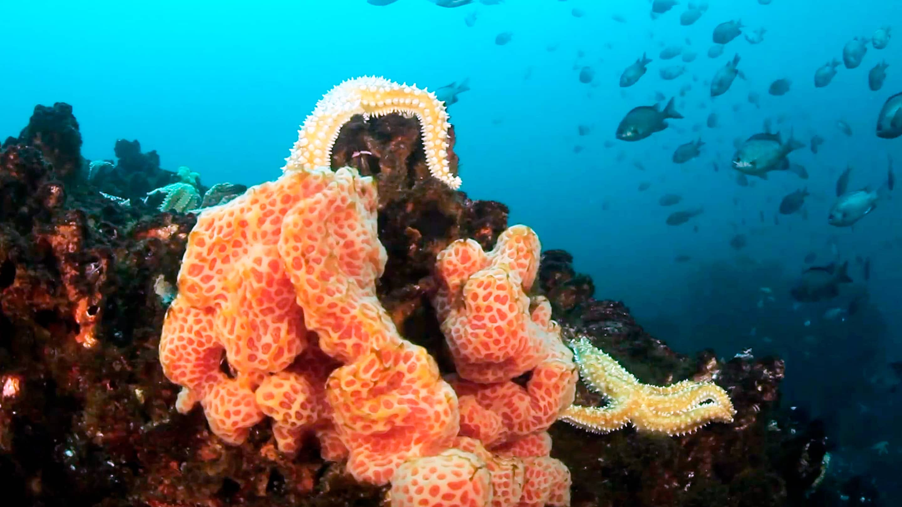 Chile, mundos sumergidos