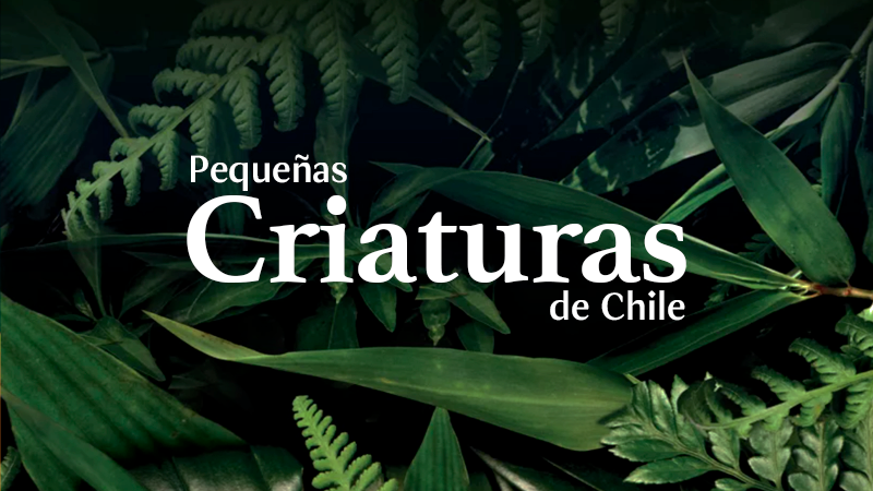 Pequeñas Criaturas de Chile