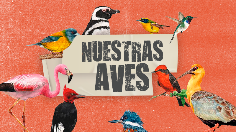 Nuestras aves