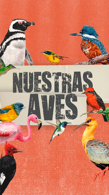 Nuestras aves
